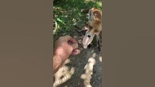La main qui nourrit (bis)