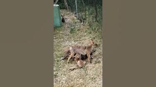 l'instinct maternel