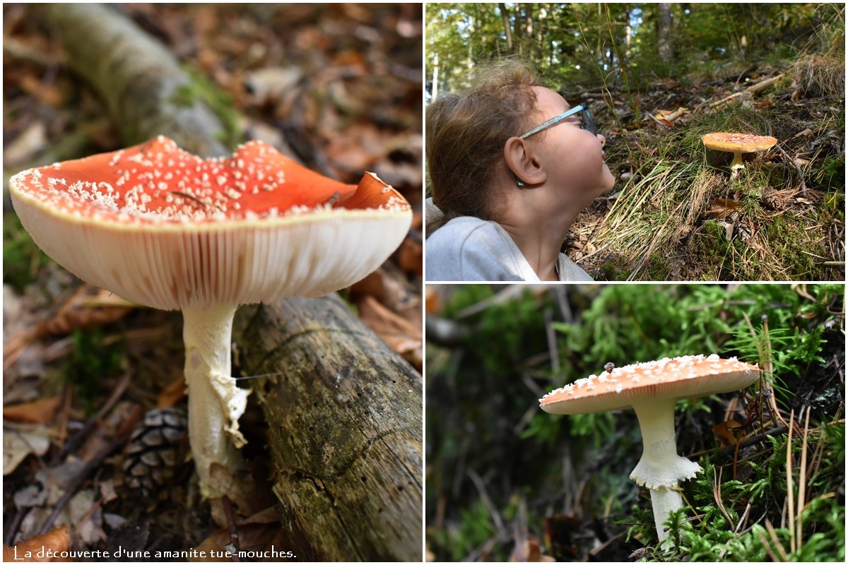 Varia Champignons