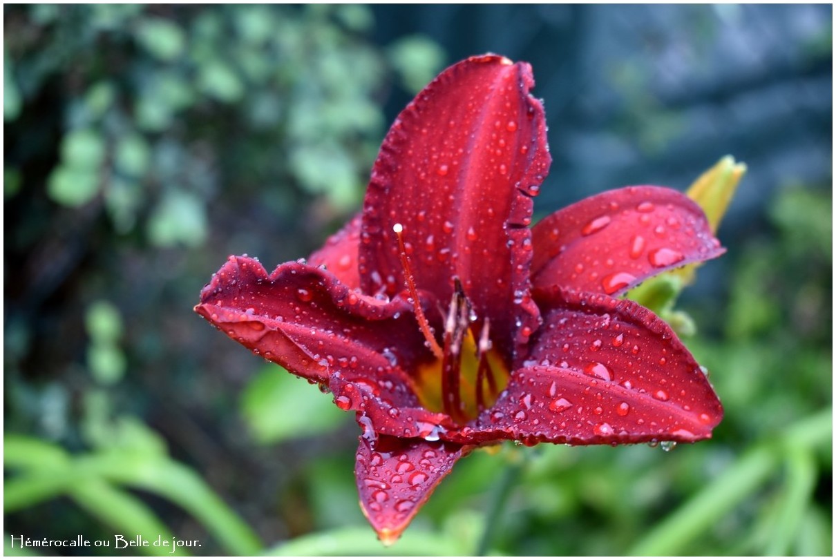 Varia Fleurs